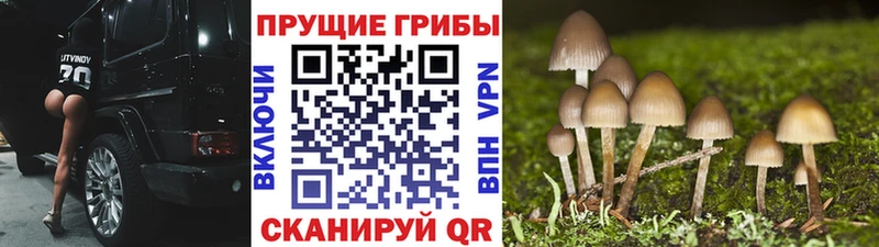 Купить Буйнакск Галлюциногенные грибы мицелий